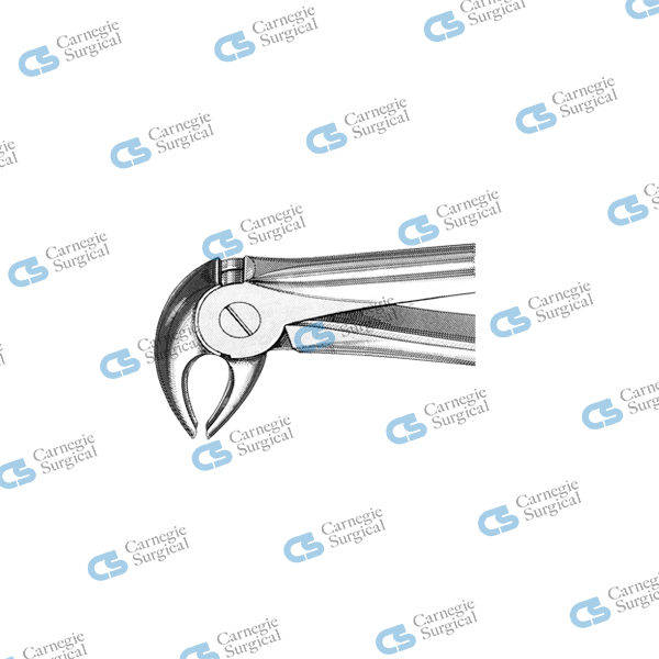 MEAD Extracting forceps english pattern lower anteriors & premolars MD3 MEAD Extracting forceps english pattern lower anteriors & premolars MD3